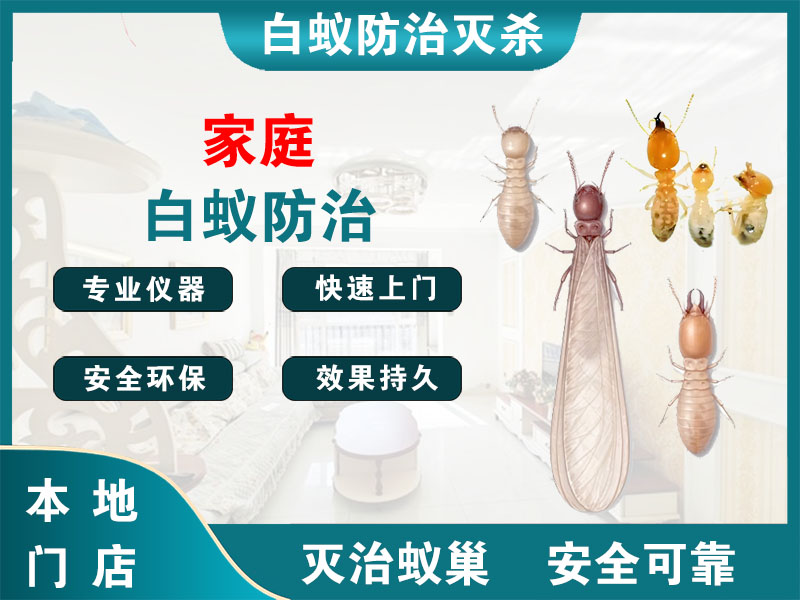 扬州家庭白蚁防治