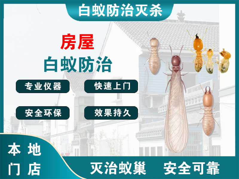 扬州房屋白蚁防治
